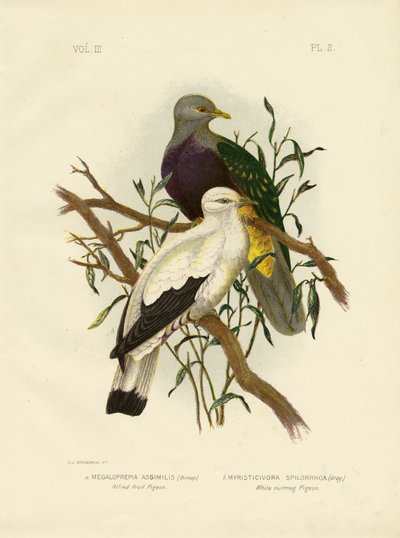 Allied Fruit Pigeon or Wompoo Fruit-Due, 1891 af Gracius Broinowski